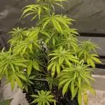 Auto Black Opium 🏆 2025 🏆