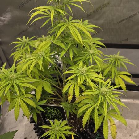 Auto Black Opium 🏆 2025 🏆