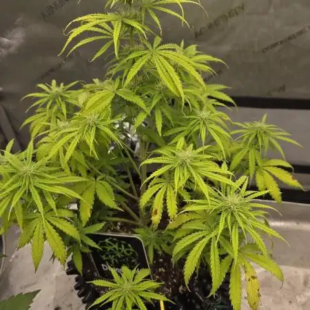 Auto Black Opium 🏆 2025 🏆