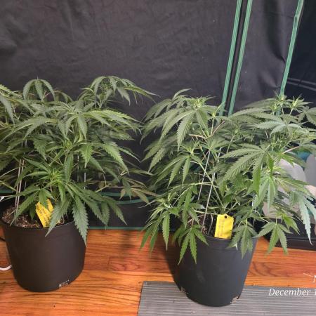 Straw-Lectric Lemonade Strng Seeds