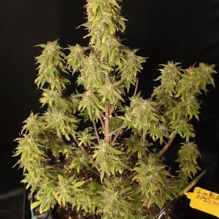Auto Black Opium 🏆 2025 🏆