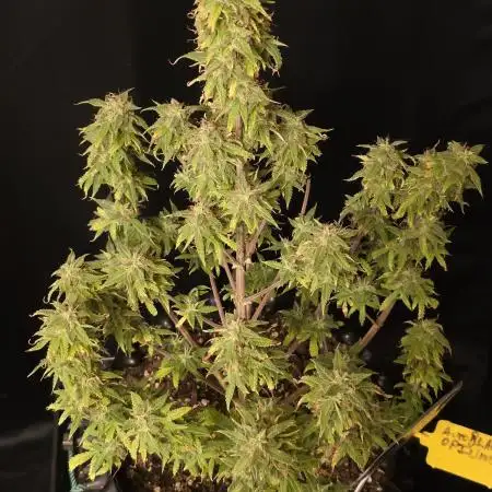 Auto Black Opium 🏆 2025 🏆