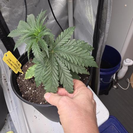 Strawberry Cadillac-Strng Seeds