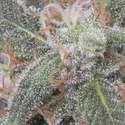 Black Cherry Punch auto -Pyramid Seeds