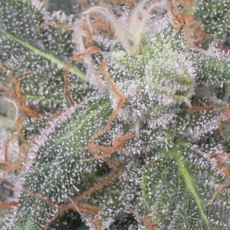 Black Cherry Punch auto -Pyramid Seeds