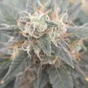 Black Cherry Punch auto -Pyramid Seeds