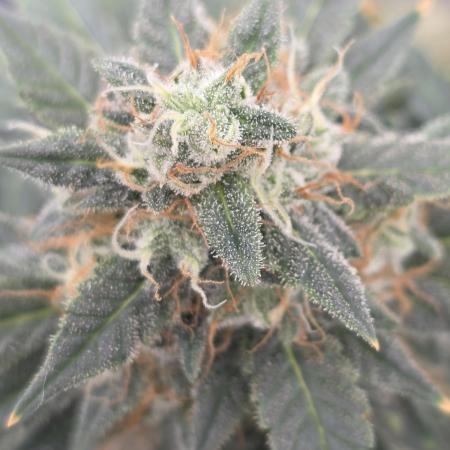 Black Cherry Punch auto -Pyramid Seeds