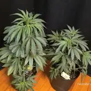 Strawberry Cadillac-Strng Seeds