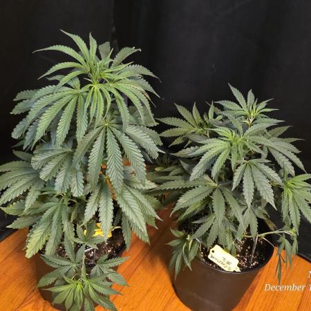 Strawberry Cadillac-Strng Seeds