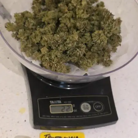 Tropicana Poison XL auto