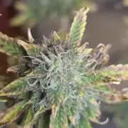 Sunset Sherbet auto