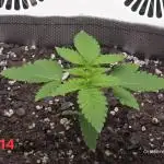 Hey Abby - SeedSupreme