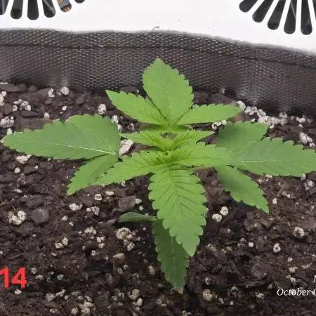 Hey Abby - SeedSupreme