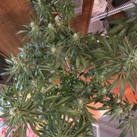 Strawberry Cadillac-Strng Seeds