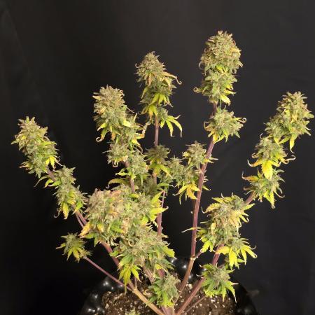 White LSD Auto