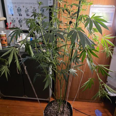 Strawberry Cadillac-Strng Seeds