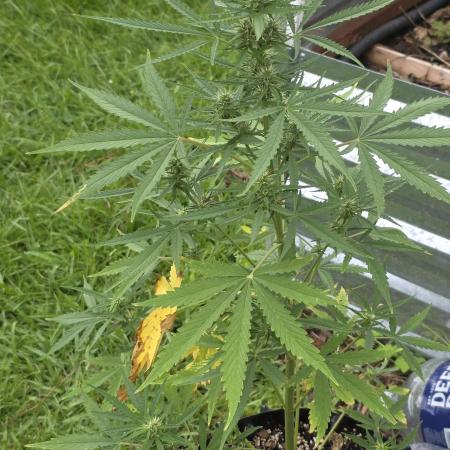 Tropicana Poison XL auto