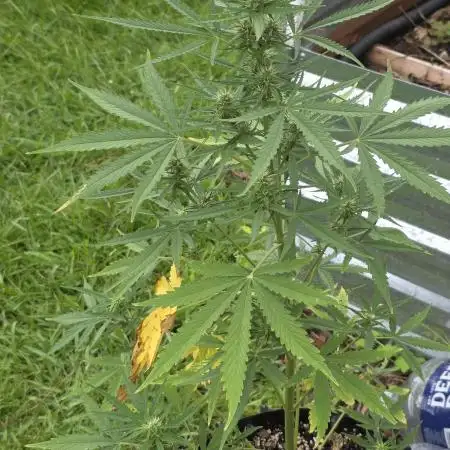 Tropicana Poison XL auto
