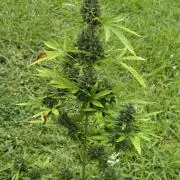 Wedding Cake auto  2026 Outside Grow