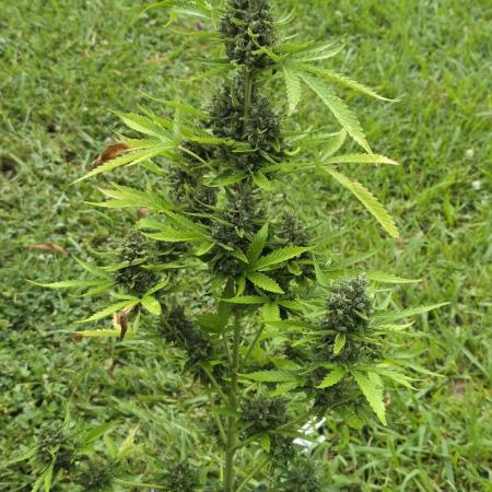 Wedding Cake auto 2026 Outside Grow