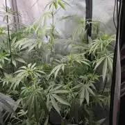 Straw-Lectric Lemonade Strng Seeds