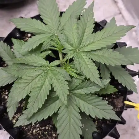 White LSD Auto