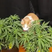 Straw-Lectric Lemonade Strng Seeds