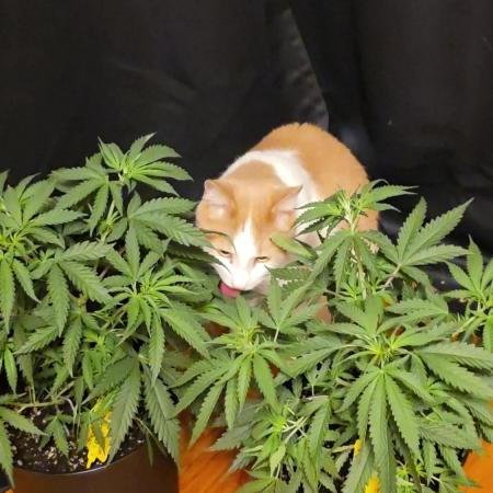 Straw-Lectric Lemonade Strng Seeds