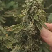 NYC Diesel (was Hey Abby)