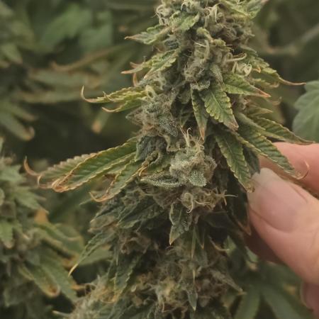 NYC Diesel (was Hey Abby)