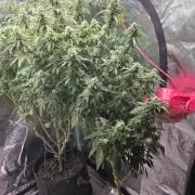 NYC Diesel (was Hey Abby)