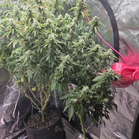 NYC Diesel (was Hey Abby)