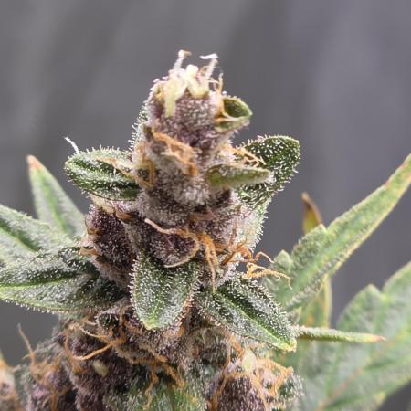 Apricot Auto-Fast Buds