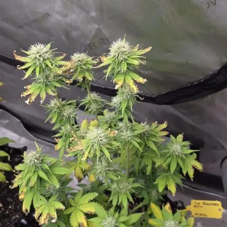Fat Bastard Auto
