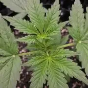 Sunset Sherbet auto
