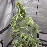 Tropicana Poison XL auto
