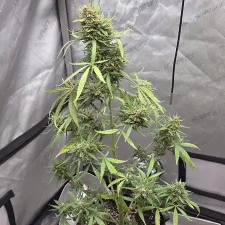 Tropicana Poison XL auto