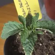 Strawberry Cadillac-Strng Seeds