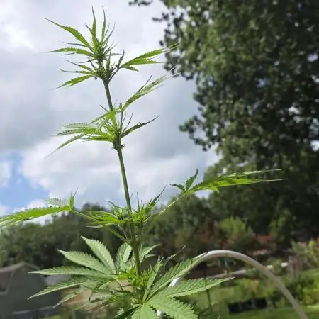 Purple Hulk Auto