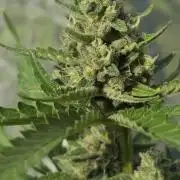 Wedding Cake auto  2026 Outside Grow