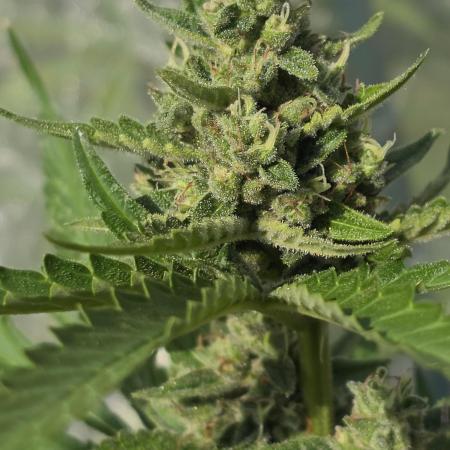 Wedding Cake auto  2026 Outside Grow