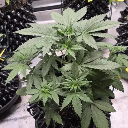Fat Bastard Auto
