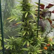 Whorled Phyllotaxy-Hawaiian Snow auto