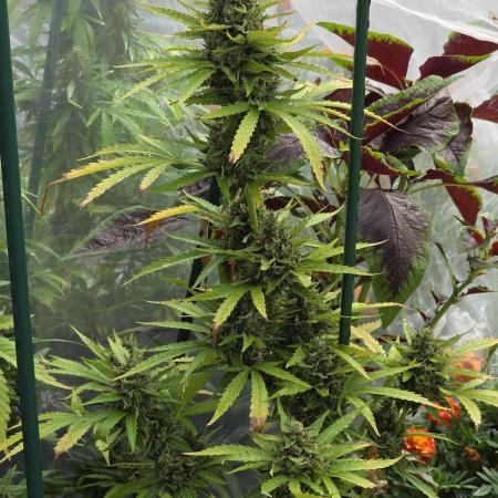 Whorled Phyllotaxy-Hawaiian Snow auto