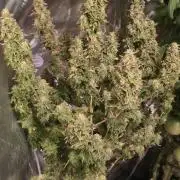 NYC Diesel (was Hey Abby)