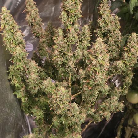 NYC Diesel (was Hey Abby)