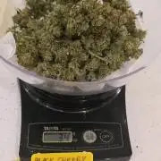 Black Cherry Punch auto -Pyramid Seeds