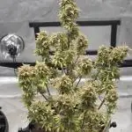 Auto Black Opium 🏆 2025 🏆