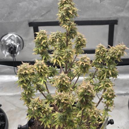Auto Black Opium 🏆 2025 🏆