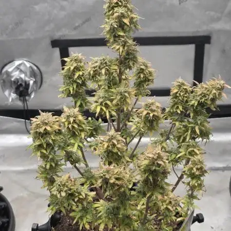 Auto Black Opium 🏆 2025 🏆